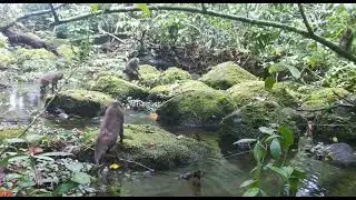 Drill monkeys goofing off in a river, Bioko Island