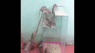 Good Mouse Trap /Rat Trap 2022 # Glass Mouse Trap # Mouse # Mouse Trap # Shorts