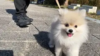 【お散歩デビュー】子犬のポメラニアンの初めての散歩が100点満点でした