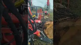 loading a large log #woodworking#tractor#lifting#forestlife 