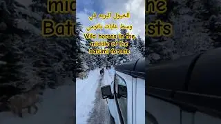 خيول برية وسط الثلوج ومشهد خيالي للنخيل الأبيض! 🐎  سحر الشتاء في جورجيا بكرياني Georgia Bakuriani