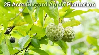 Custard Apple Farming | அதிக விளைச்சல் சீதாப்பழம் Seethapazham 25 ஏக்கர் கருப்பு மண்சரிவு நிலத்தில்