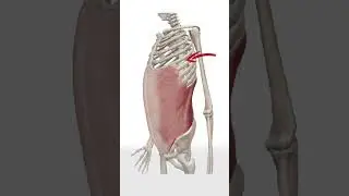 Mistake When Drawing Torso - Quick Art Tips #art #sketch #shorts #tutorial #drawingtutorial #anime