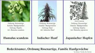 Bedecktsamer, Ordnung Rosenartige, Familie Hanfgew&auml;chse z&uuml;rgelbaum angiosperms scandens Hopfen