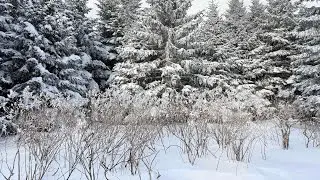 WINTER FOREST SNOW