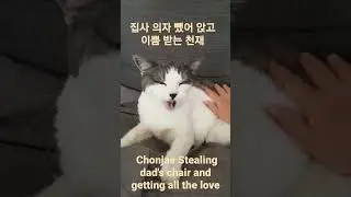 adorable cat sits on dad's chair and refuses to move lol