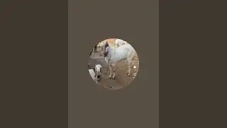 Rashid Khan Bilawat is live!