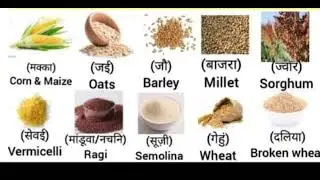 types of grain 🌾| Anajo ke prakar| अनाजों के प्रकार|