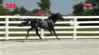 KY 500