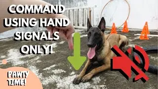 Give Commands WITHOUT Saying A Word! | Gesture/ Hand Signal Commands & How To Do It!