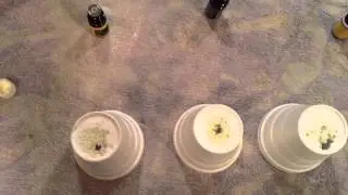 Ameo Essential oil VS Young Living Lemon Essential Oil VS doTerra Lemon essential oil