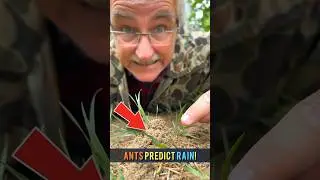 #Ants predict rain by doing this!