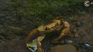 The Nature | Vangani | 2020