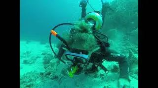 Clownfish vs. Scuba Diver 😂 Nemo attacking my mom