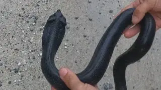 South Carolina Swamp Cobra bites naturalist in HELL HOLE SWAMP!!!!!!!