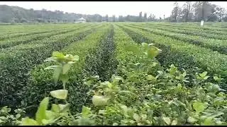Tea Garden Mansehra Pakistan