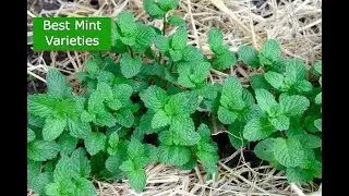 Top five Most Popular Mint Varieties ( And Why)
