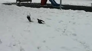 Две самки вороны не поделили территорию / Two female crows fight over territory