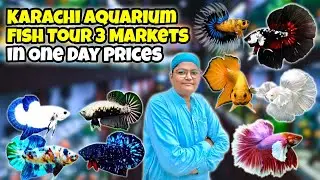 Karachi Aquarium Market Tour | All Fish Prices in One Day 🤯😳 challenge video | kami razzaq 