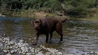 Ardennes - Labrador Virtual Walk