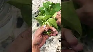 Use this trick to make more plants 🪴 from ur old money plant vines ❤️❤️❤️