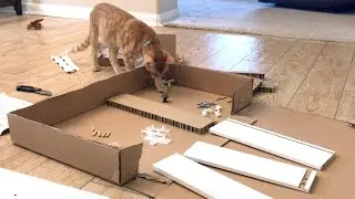 Cat helper /kitten/Рыжик помогает собирать тумбочки или мешает