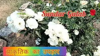 गुलाब फूल // Aakarshit Gulab Ka Phool 🌹 | Nature Lovers Video