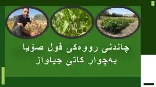 Evaluation the influence planting date and maturity group on yield and seed quality of Soybean crop