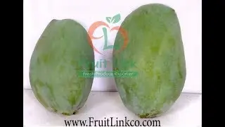 Egyptian Mango by Fruit Link