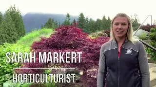Capilano Horticulture - How to Prune a Japanese Maple
