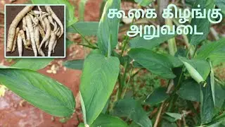 கூகை கிழங்கு அறுவடை | Koogai Kilangu | Arrowroot Harvest 