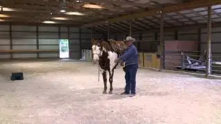 The Recreational Rider Series, Part 1 of 5: Tacking Up.