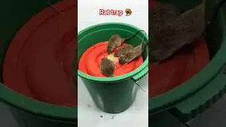 Rat trap || #rattrap #shorts #funny #trending