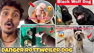 Dog Kennel Pe Black Wolf Rottweiler Dekha😱 Roki Ko Piku Ke Jayada Gehere Daat Lage | Rpk Pet Vlogs