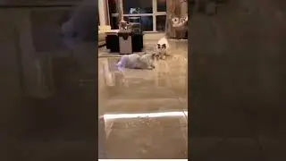 Cute Cat Kiss Another cat Funny #shorts #cat #fighting #kissing #funny