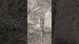 snake video|| नाग देवता के दर्शन। सांप। rare snake catagory|snake of lord shiva in india| ॐ