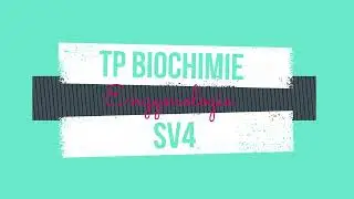 TP1-1 Biochimie : Détermination de la vitesse initiale d'une réaction enzymatique