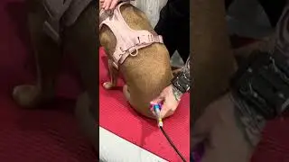 Tod Miner, PT & Dog Rehab Professional, Discusses Medray Class 4 Laser Therapy for Dogs and Animals
