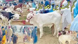 Today zahir peer mandi latest Rotine|printed Bulls in zahir peer mandi|Kam range may acha janwary 23