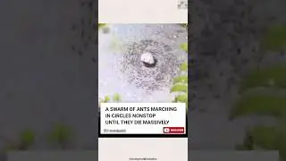 A SWARM OF ANTS MARCHING IN CIRCLES NONSTOP UNTIL THEY DIE MASSIVELY #shorts #facts #funfacts