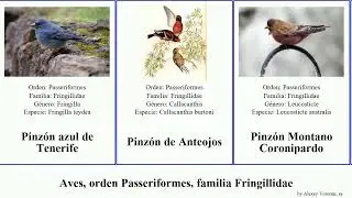 Aves, orden Passeriformes, familia Fringillidae camachuelo ser&iacute;n jilguero pinz&oacute;n verder&oacute;n montano