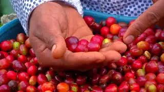 Agricultura al D&iacute;a /  Caf&eacute; con amor