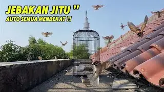 TAK DISANGKA‼️PERANGKAP SEDERHANA,BANYAK BURUNG GEREJA DEWASA AUTO MENDEKAT‼️