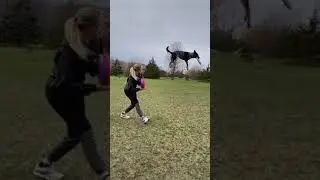 Cattle dog does freestyle tricks with frisbees!