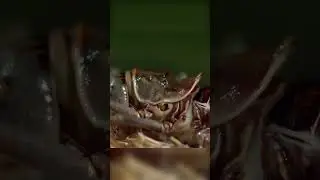 Grasshoppers that prey on chicks. Armored grasshopper