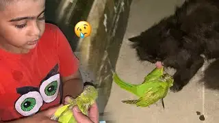Blacky Ny Toty Ko Mar Dia😰