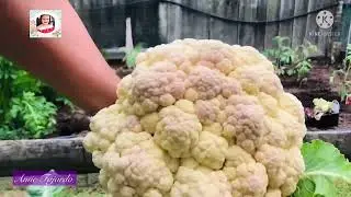 My asian vegetable garden | harvested my winter vegetable and planted some more.|Amie FajardoNZ