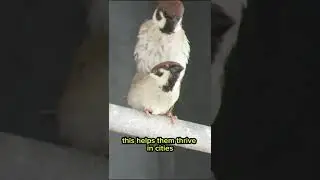House Sparrow - Helpful and Harmful