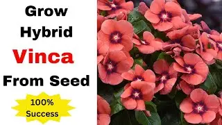 How To Grow Hybrid VINCA Flower From Seed with 100% success - P1