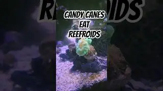 Candy Cane Coral Eats Reefroids #saltlife #beginners #lpscoral